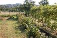 Prodej zahrady, stavebn parcely, 6km od Loun, Louny